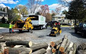 How Our Tree Care Process Works  in  Columbia, CA