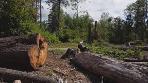Best Utility Line Clearance  in Columbia, CA