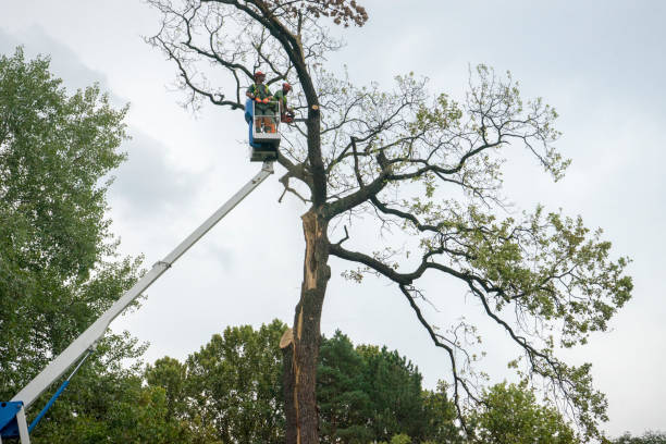 Columbia, CA Tree Removal Company