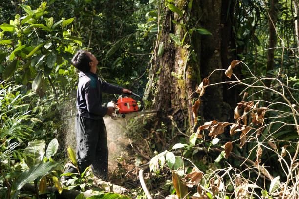Best Tree Disease Treatment  in Columbia, CA