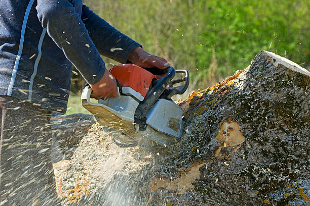 Best Tree Cabling and Bracing  in Columbia, CA