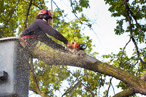 Best Tree Health Inspection  in Columbia, CA